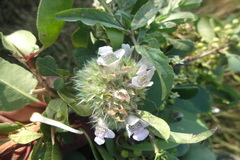 Lepidagathis subarmata